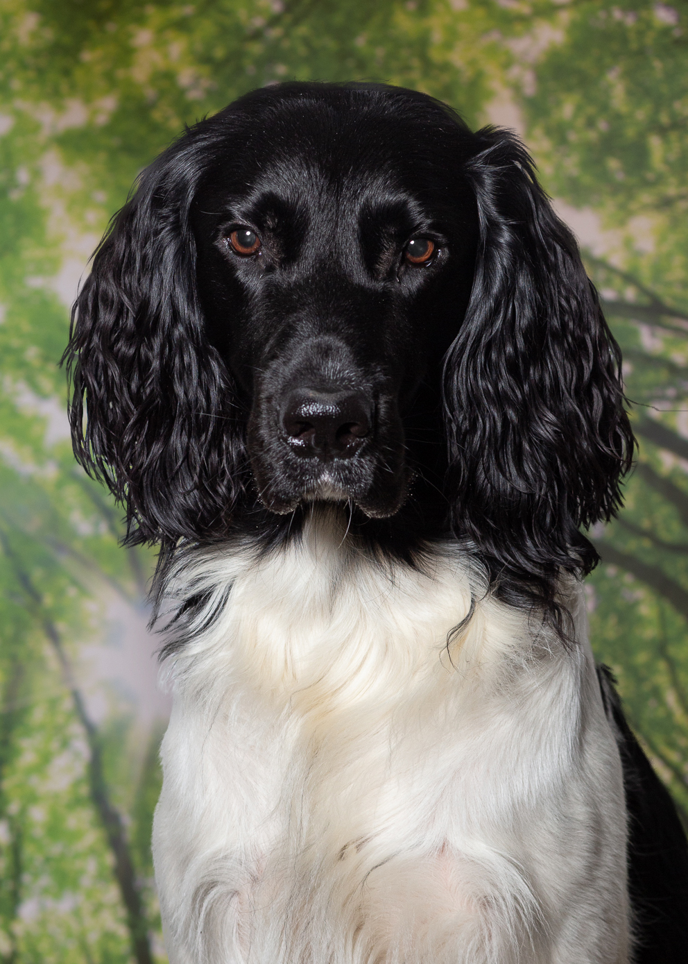 Akki Winter, Praxishund